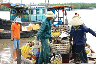 Vụ hàu đầu tiên trên biển Quảng Ninh sau siêu bão Yagi