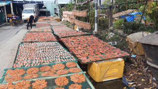 Làng khô Miền Tây vào vụ Tết