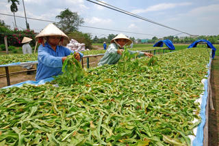 'Mỏ vàng' dược liệu vẫn chưa thể khai thác