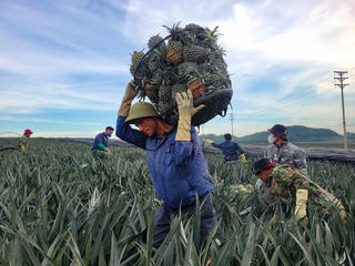 Nụ cười trên cánh đồng dứa