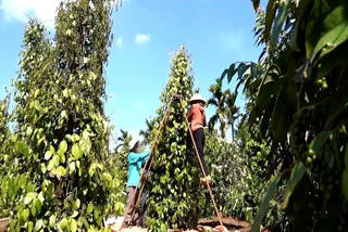 Xuất khẩu hồ tiêu tăng trưởng ấn tượng