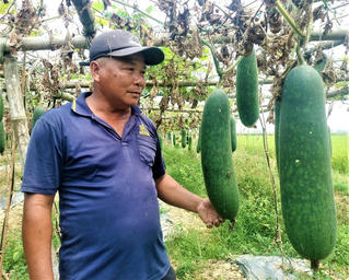Quảng Nam: Người trồng lao đao vì bí đao rớt giá