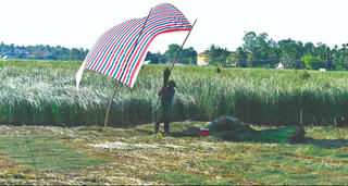 Thu hoạch cói