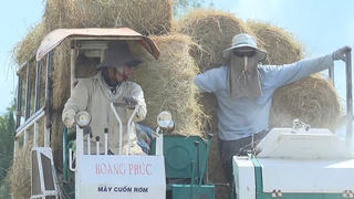 Bạc Liêu: Thu gom rơm rạ đắt như tôm tươi, nâng cao thu nhập cho nông dân