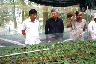 Quảng Nam: Mục tiêu đến năm 2030, trồng 8.400 ha sâm Ngọc Linh