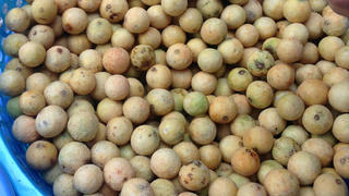 Mùa sấu chín
