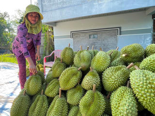 Nhà vườn lao đao vì trái cây rớt giá