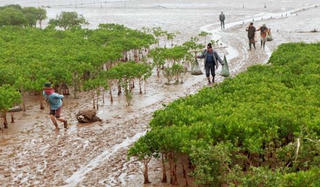 Nam Định: Phụ huynh, học sinh cùng tử vong khi trải nghiệm bắt ngao vạng ở Vườn quốc gia