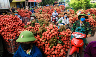 Vựa vải Bắc Giang thu hút nhiều lao động
