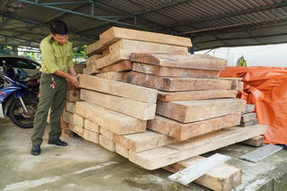 Vụ phát hiện gần 5m3 gỗ trái phép tại Quảng Nam: Yêu cầu Trưởng Phòng Nội vụ huyện Phước Sơn giải trình