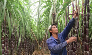 Áp thuế tiêu thụ đặc biệt với đồ uống có đường: Nhiều ngành có thể bị ảnh hưởng