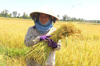 [Ảnh]: Nông dân tất bật thu hoạch lúa vụ hè thu 