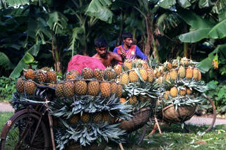 [ẢNH] Mùa thu hoạch dứa nở rộ ở Bangladesh
