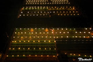 Hà Nội: Thủ phủ hoa Tây Tựu chong đèn xuyên đêm, ép hoa nở dịp Tết