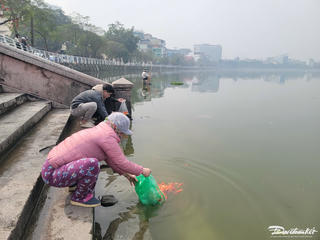 Thả cá chép 'Táo quân' ở hồ Tây