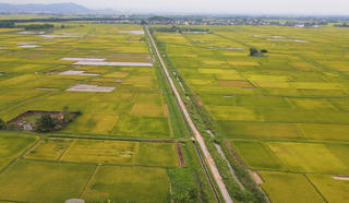 Nghệ An: Nguy cơ mất trắng 2.500 ha lúa