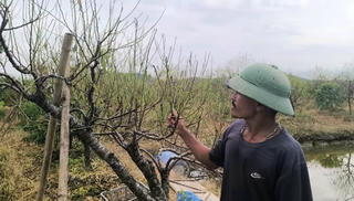 Thanh Hóa: Trắng tay vì đào cảnh