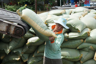 Gạo Việt tự tin chinh phục thế giới