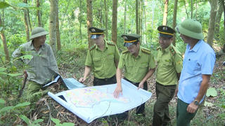Tuyên Quang: Yên Sơn chú trọng phát triển cây lâm nghiệp gắn với bảo vệ rừng bền vững