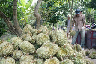 Niềm vui ở  'thủ phủ' sầu riêng