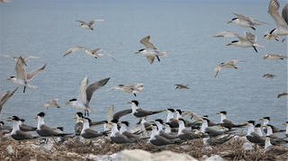 Mùa chim biển di cư về Côn Đảo