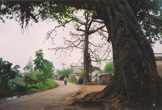 Đi tìm hoa gạo…