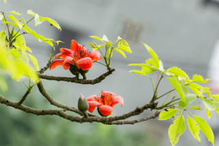 Cuối mùa hoa gạo