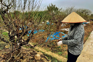 Làng đào Tết An Dương đìu hiu 'chờ' khách