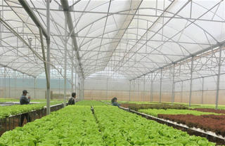 Nghịch lý quỹ đất sản xuất nông nghiệp