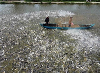Vực dậy ngành cá tra