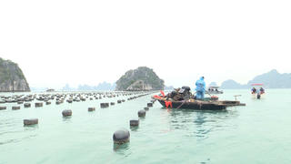 Quảng Ninh: Chuẩn bị cưỡng chế các công trình nuôi trồng thủy sản trái phép trên vịnh Hạ Long 