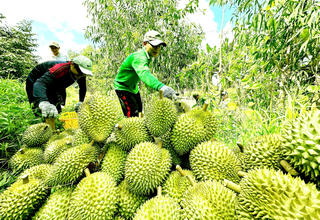 Sản xuất sạch để phát triển bền vững