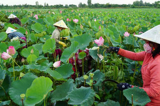 Đồng Tháp không chỉ có sen...