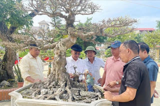 Nâng tầm nghệ thuật cây cảnh