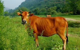 Bị bò nhà húc, người phụ nữ tử vong thương tâm