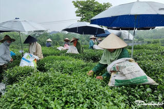 Thái Nguyên – Đệ nhất danh trà: Bài 3 - Tân Cương, nơi khởi nguồn sản xuất chè hữu cơ Việt Nam