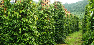 Bài học 'trồng - chặt' lại nóng