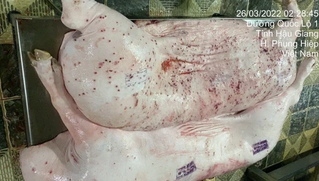 'Thịt bệnh' không đi một mình