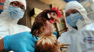 Chủ động ngăn chặn bệnh cúm A/H5N1 xâm nhập