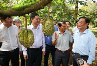Đắk Lắk: Xuất khẩu chuyến hàng sầu riêng chính ngạch đầu tiên đi Trung Quốc