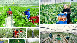 Đổi mới đào tạo nghề cho lao động nông thôn