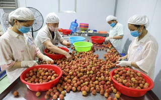 Bức tranh xuất khẩu sáng dần