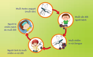 Cách phòng ngừa muỗi gây bệnh sốt xuất huyết