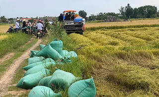 Quảng Trị: Rốt ráo thu hoạch lúa Hè Thu đủ điều kiện, hạn chế thiệt hại do bão số 5