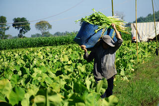 Thoát nghèo nhờ cây kèo nèo