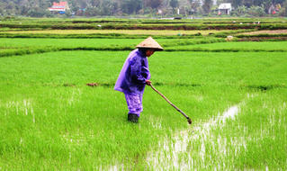 Nông dân ra đồng ngay sau Tết