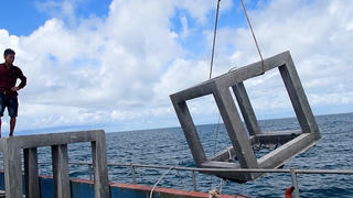 Cà Mau: Thả rạn nhân tạo góp phần tái tạo nguồn lợi thủy sản