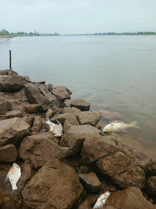 Cá chết dạt hai bờ sông Đáy, chính quyền Nam Định, Ninh Bình vào cuộc xác minh