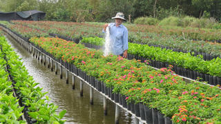 Nông dân miền Tây tất bật vụ hoa Tết