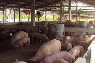 Không dễ triển khai mô hình chăn nuôi “xanh”